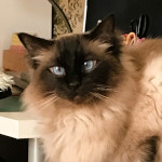 Jack the Ragdoll cat