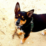 Lina the small kelpie dog